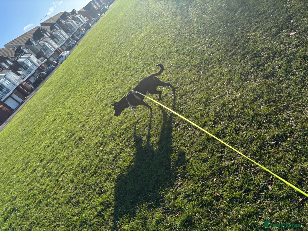 Mixed Breed dogs for sale: Border collie cross staffie  - Advert 4