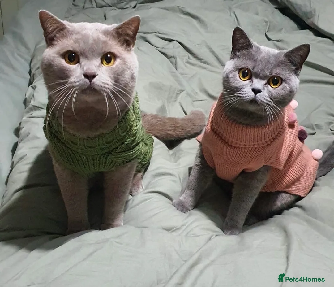 Brazilian Shorthair cats for sale: 3 Stunning Purebred British Shorthair kittens  - Advert 2