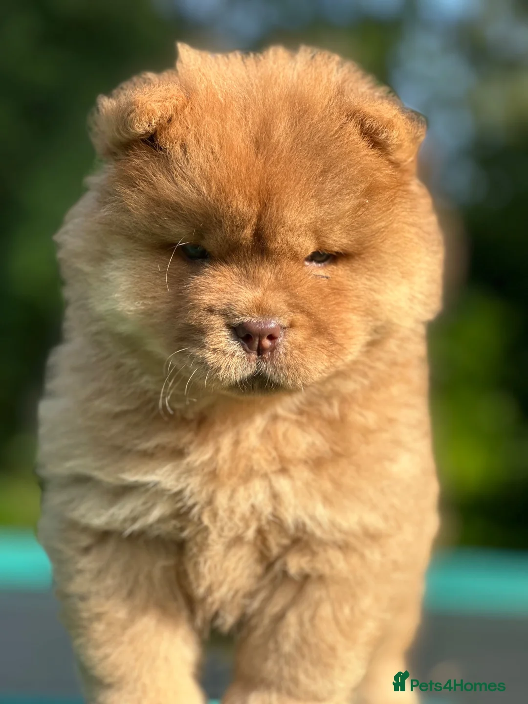 Chow Chow dogs for sale: Beautiful Babies nearly ready to leave - Advert 1