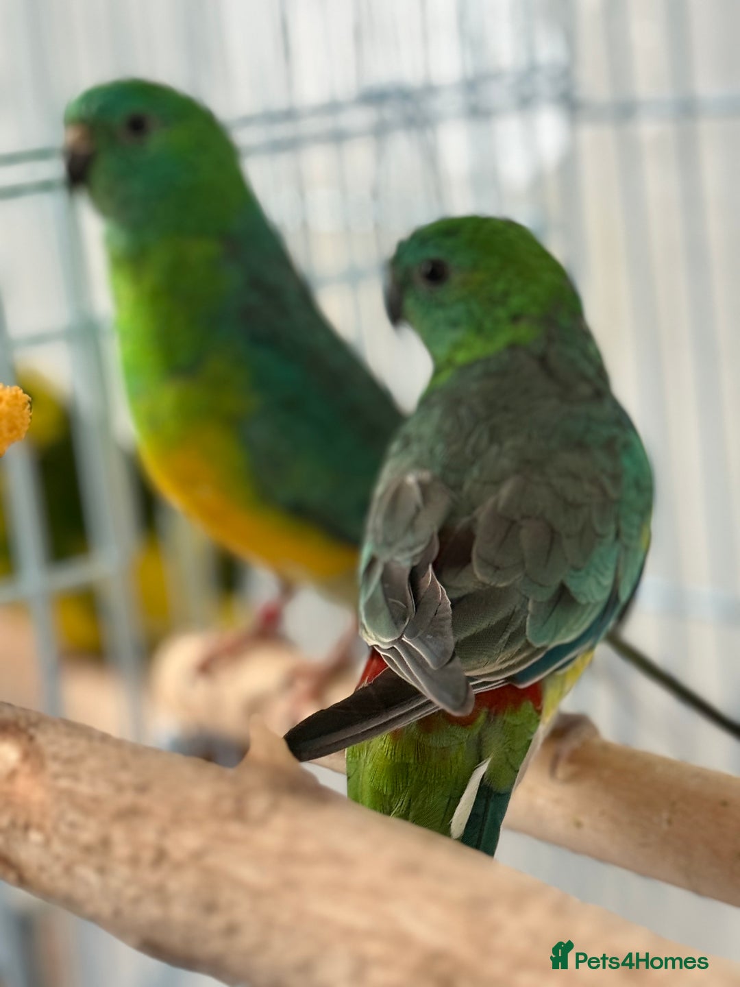 Parrots birds for sale: Beautiful talking singing Young Red Rump Parrot  - Image 4