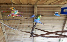 Budgerigars birds for sale: 2 budgies for 30 - Image 1