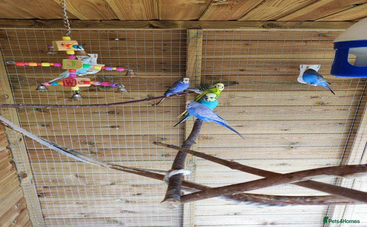 Budgerigars birds - Advert 1