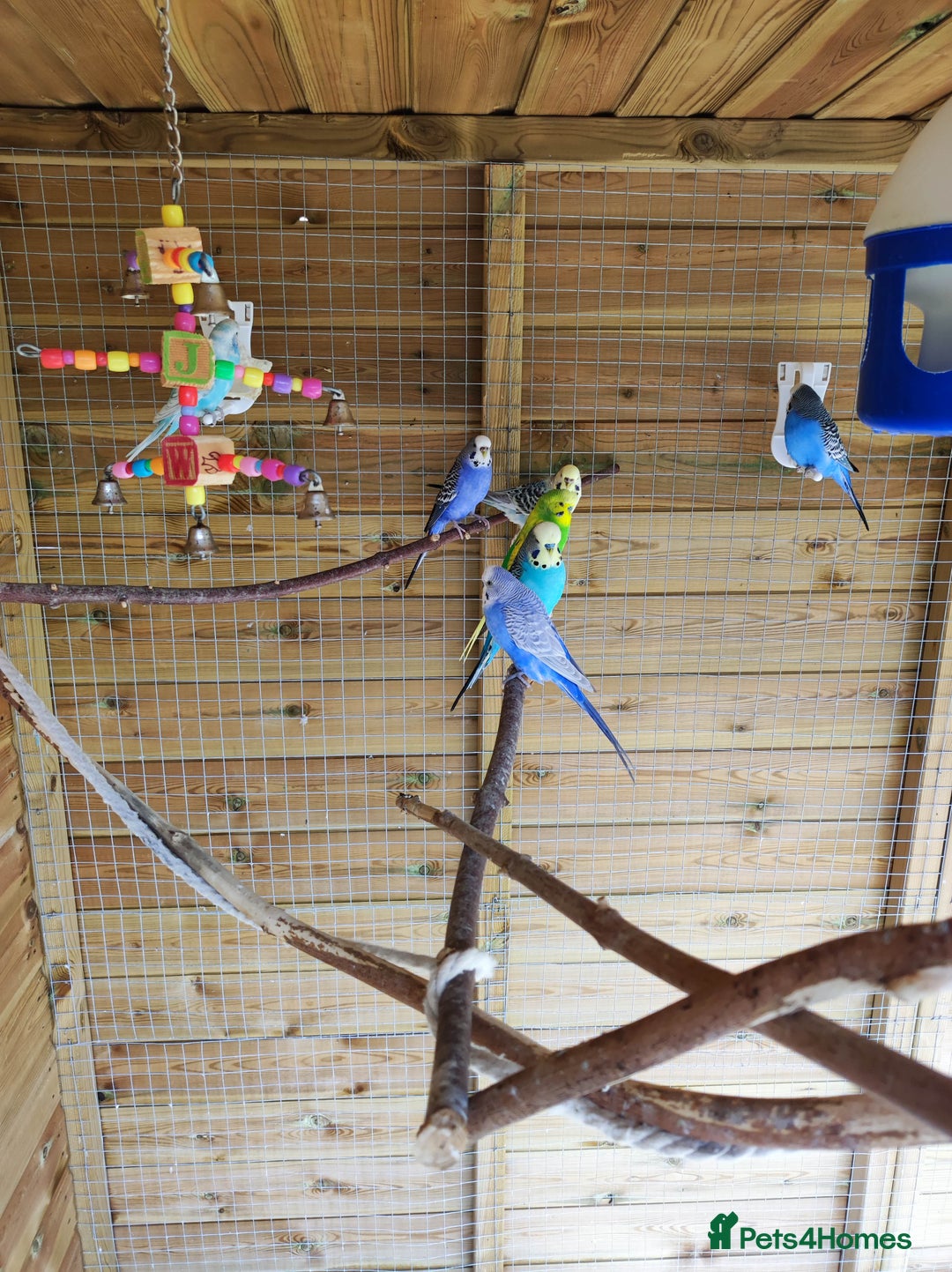 Budgerigars birds for sale: 2 budgies for 30 - Image 1