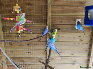 Budgerigars birds 2 budgies for 30 - Advert 1