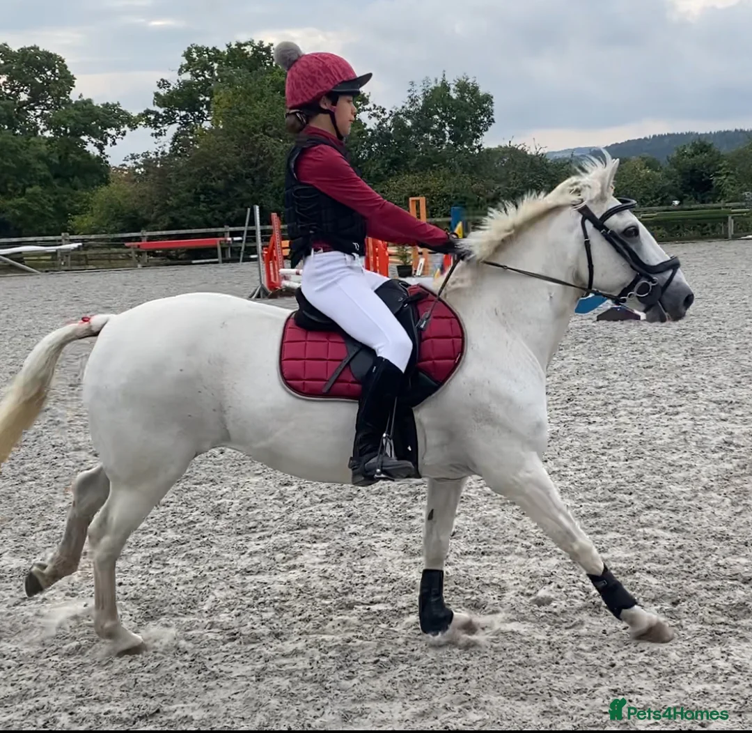 Connemara horses for sale: Beautiful Connie X Mare  - Advert 6