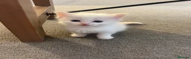 Ragdoll 3