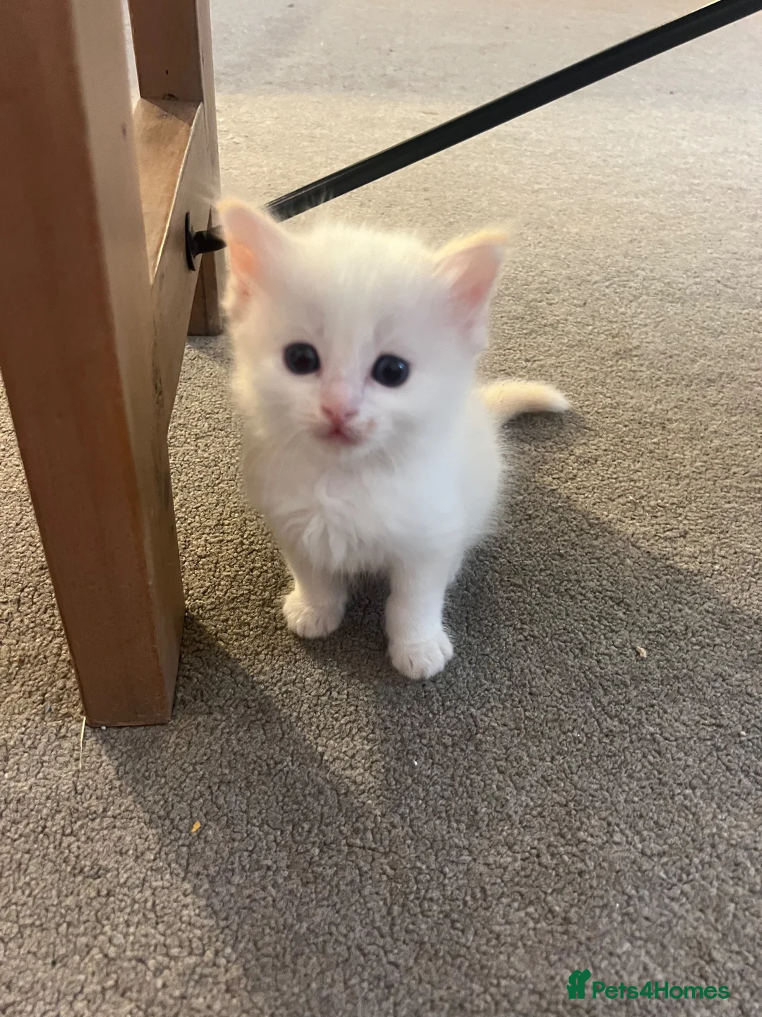 Ragdoll cats for sale: ❤️Beautiful Ragdoll Kittens❤️ in Brentwood - Advert 33