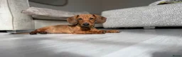 Miniature Dachshund dogs for stud: Male Mini dachshund stud in Motherwell - Advert 2