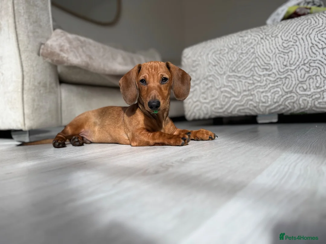 Miniature Dachshund dogs for stud: Male Mini dachshund stud in Motherwell - Advert 2
