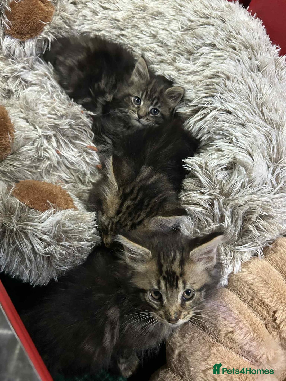 Maine Coon cats for sale: Maine coon kittens  - Advert 3