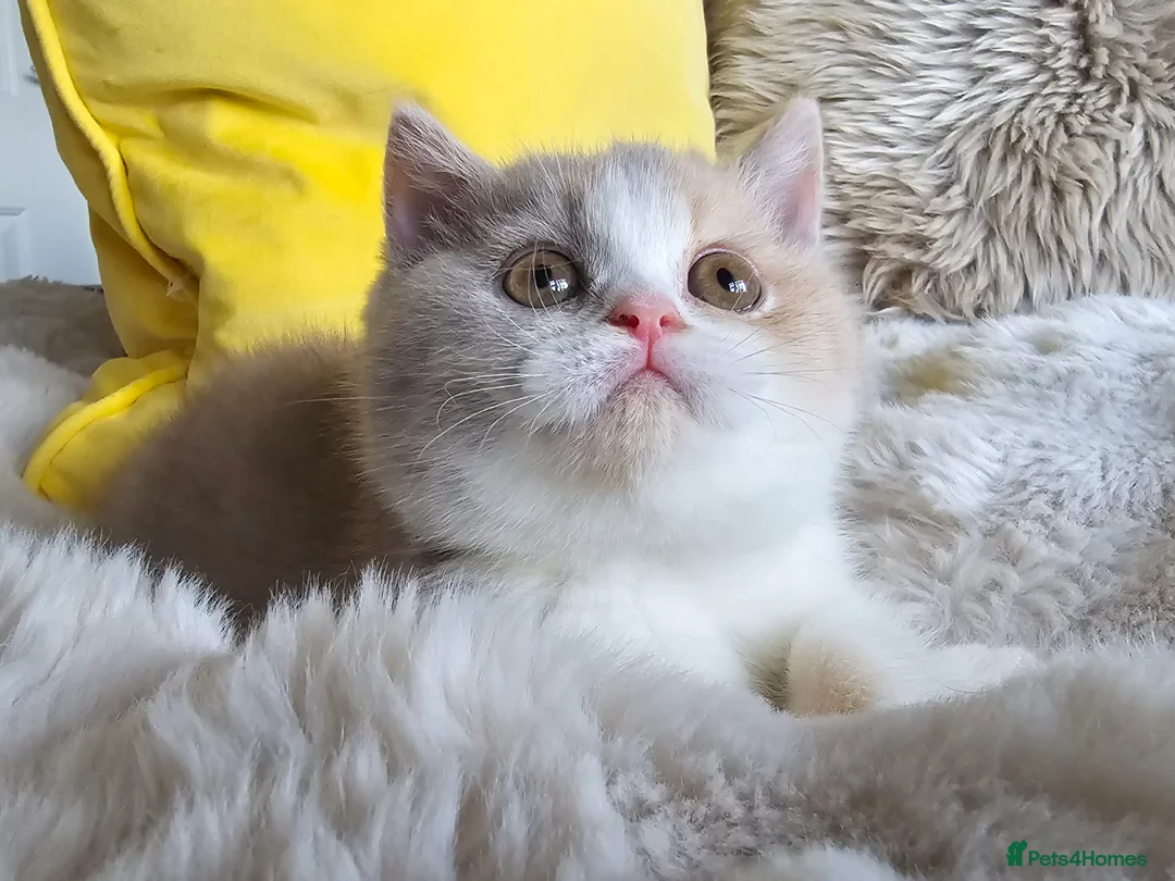 British Shorthair cats for sale: Stunning British Shorthair Kittens  - Advert 2