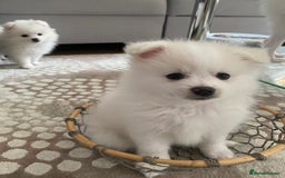 Pomeranian dogs for sale: Lovely Pomeranian - Image 15