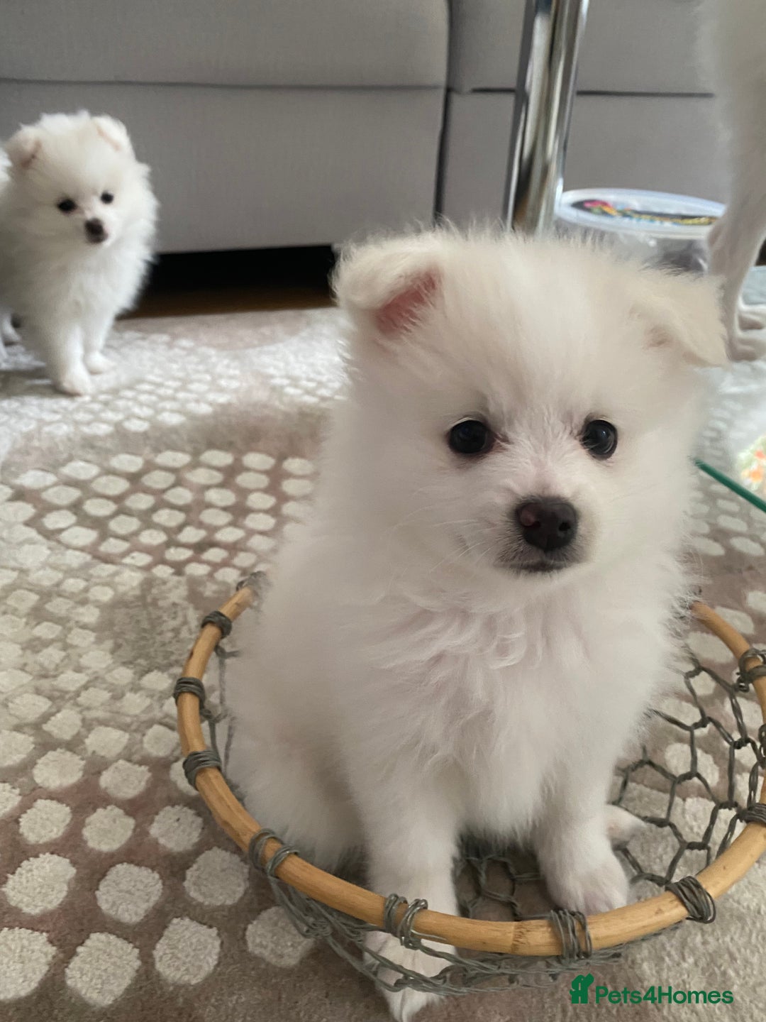 Pomeranian dogs for sale: Lovely Pomeranian - Image 15
