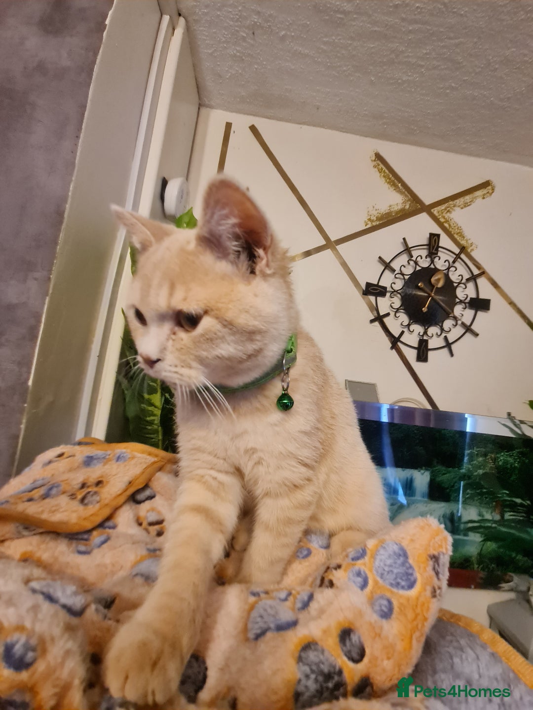 British Shorthair cats for sale: GCCF kittens ready 2 leave now - Advert 22