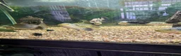 Cichlids fish for sale: Jack Des in Wolverhampton - Advert 4