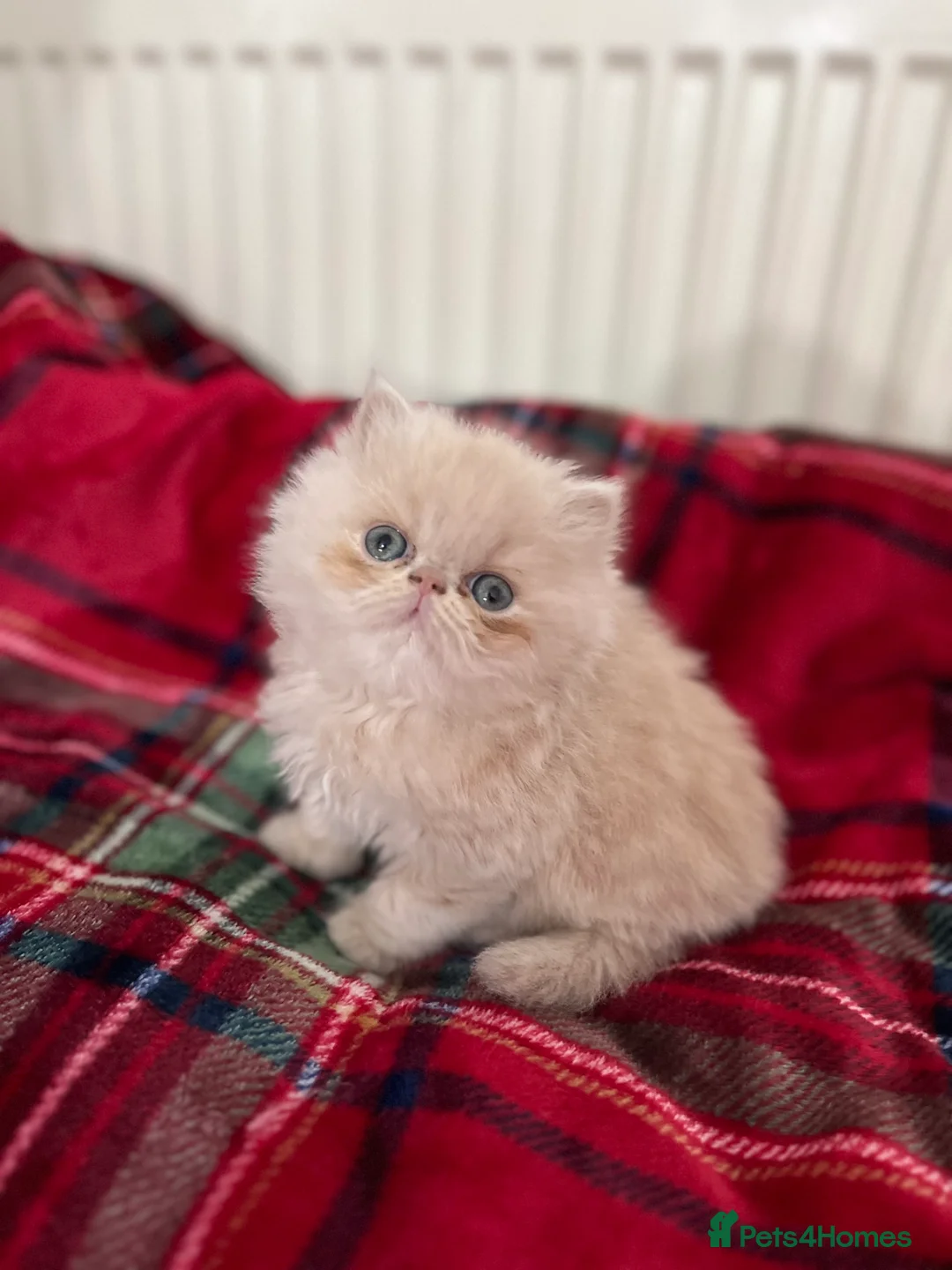 Persian cats for sale: Pedigree Persian Kittens for Sale - Advert 10