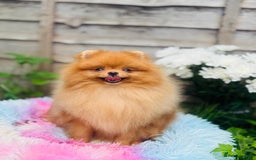 Pomeranian dogs for sale: White and Orange Pomeranian Boys in London - Image 10
