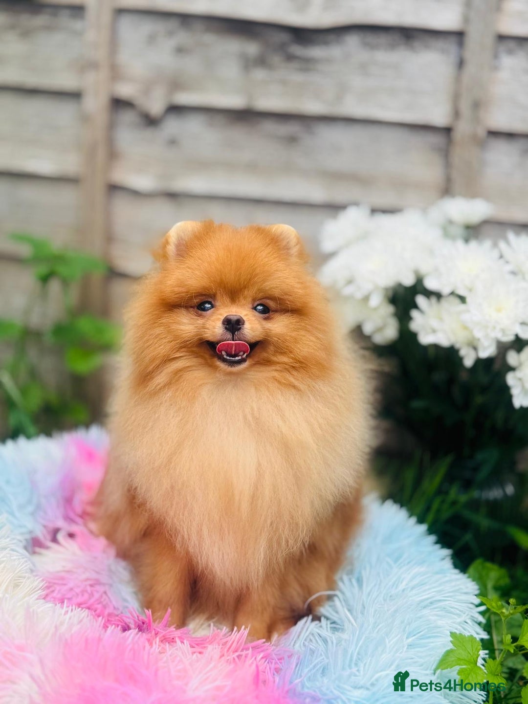 Pomeranian dogs for sale: White and Orange Pomeranian Boys in London - Image 10