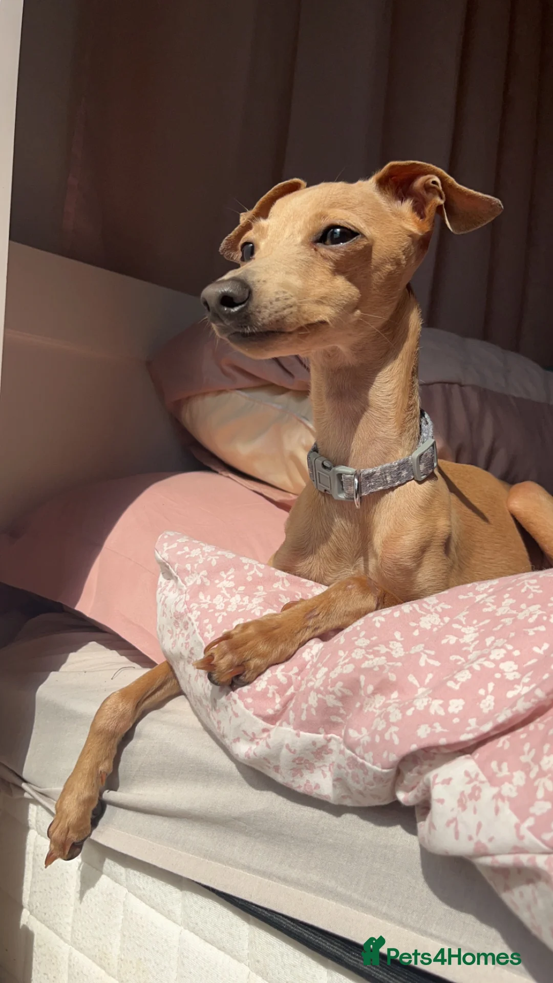 Italian Greyhound dogs for stud: Tiny stud with HUGE personality - Advert 15