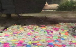 Axolotl reptiles for sale: Axolotl and tank  - Image 2