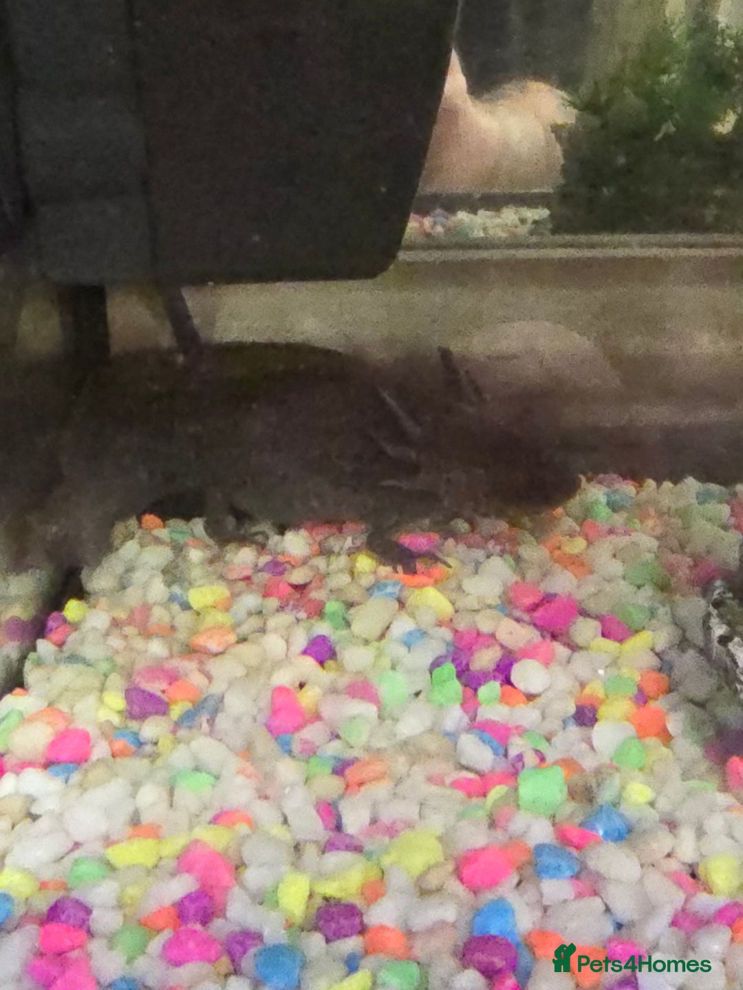 Axolotl reptiles for sale: Axolotl and tank  - Image 2