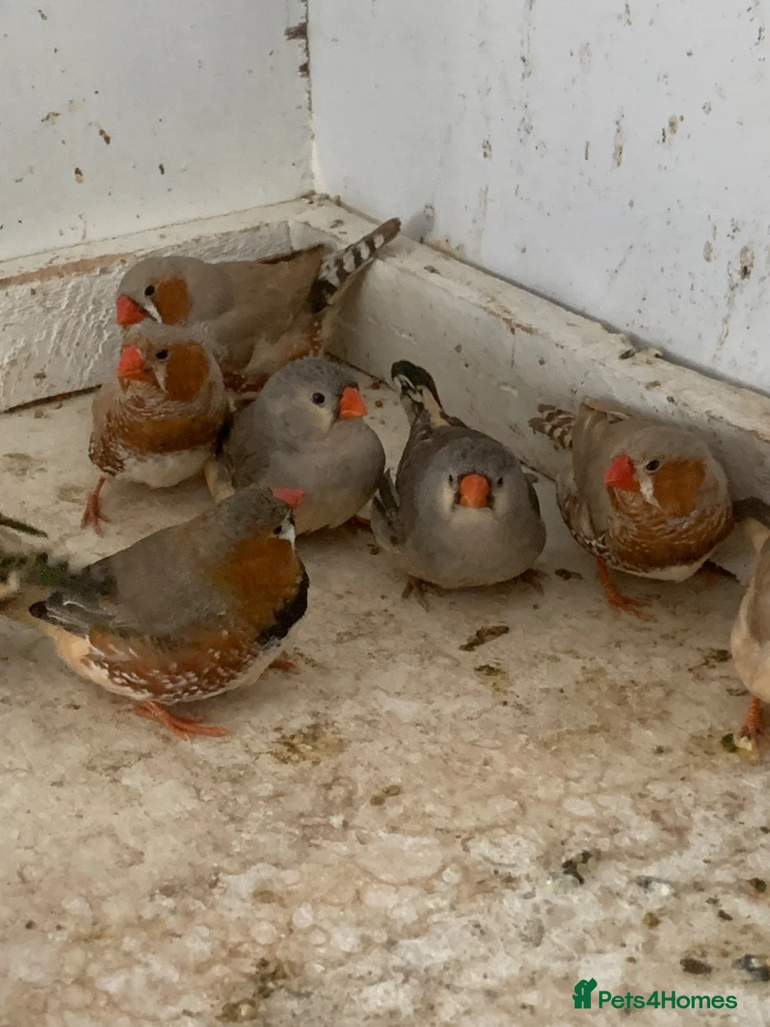 Finches birds for sale: Zebra finches - Advert 2
