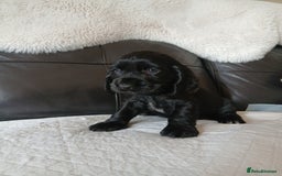 Cocker Spaniel dogs for sale:  show type spaniel puppies health tested parents  - Image 15