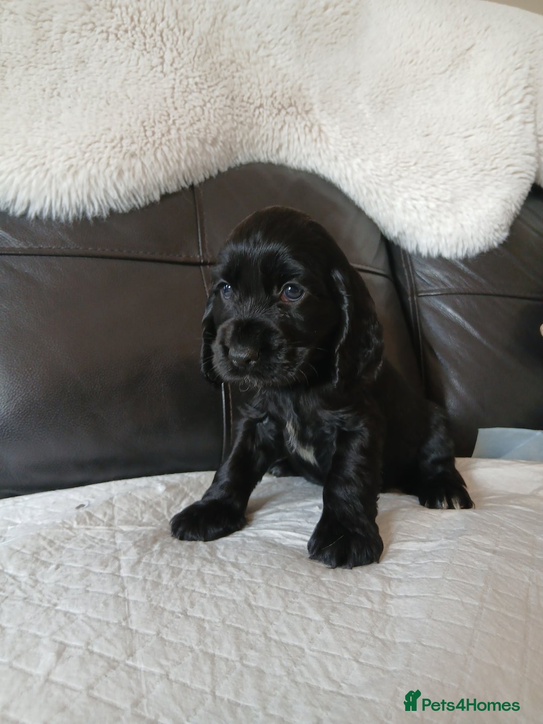 Cocker Spaniel dogs for sale:  show type spaniel puppies health tested parents  - Image 15
