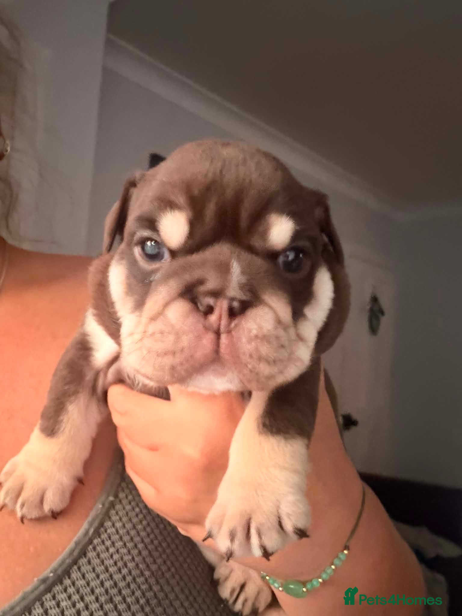 English Bulldog dogs Amazing English Bulldog Puppies - Advert 5