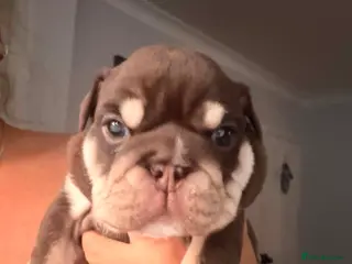 English Bulldog dogs Amazing English Bulldog Puppies - Advert 5