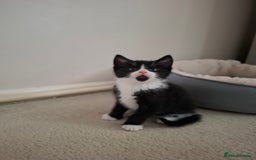 Mixed Breed cats for sale: seven funny kittens - Image 14