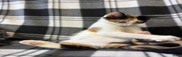 Mixed Breed cats for sale: 5 Gorgeous Kittens - Advert 18
