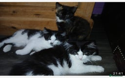 Maine Coon cats for sale:  Vet check. Full Vaccinated. Microchiped kittens in Sudbury - Image 18