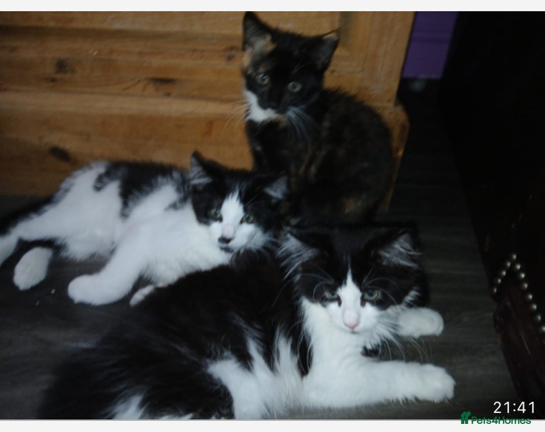 Maine Coon cats for sale:  Vet check. Full Vaccinated. Microchiped kittens in Sudbury - Image 18