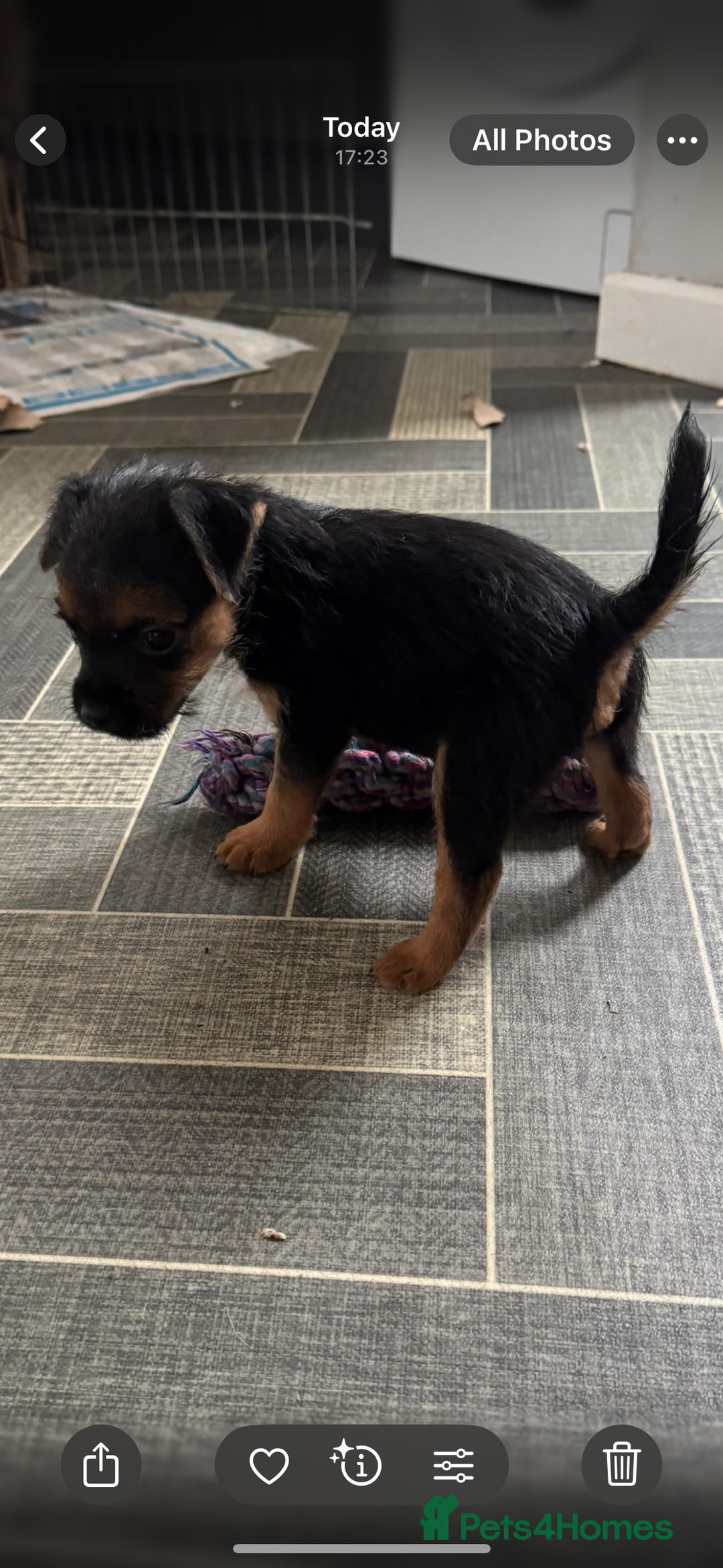 Mixed Breed dogs for sale: Border Terrier x Lakeland Terrier pups - Image 10