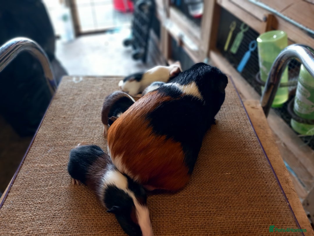 Guinea Pig rodents for sale: Baby guinea pigs for sale  - Image 8