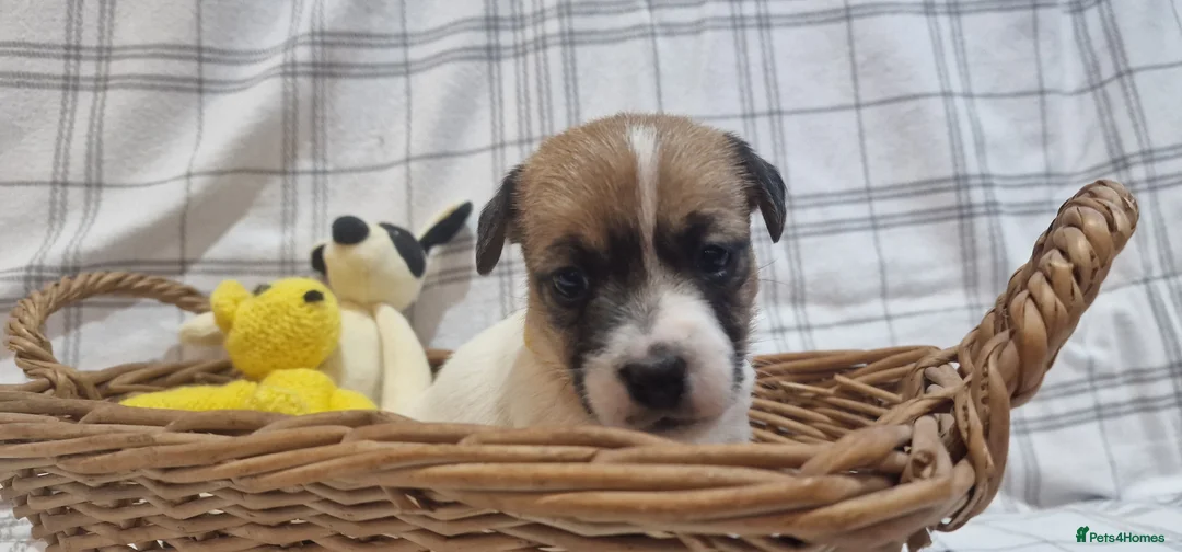 Jack Russell dogs for sale: Stunning Jack Russells, DNA health tested parents - Advert 27