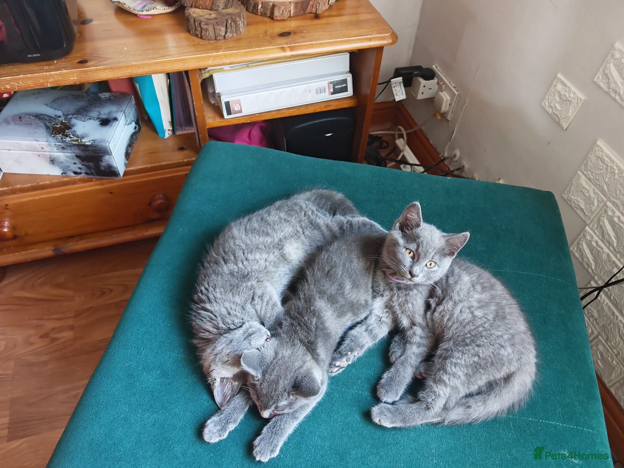 British Shorthair cats Only 3 kittens are left looking for a new home. - Advert 7