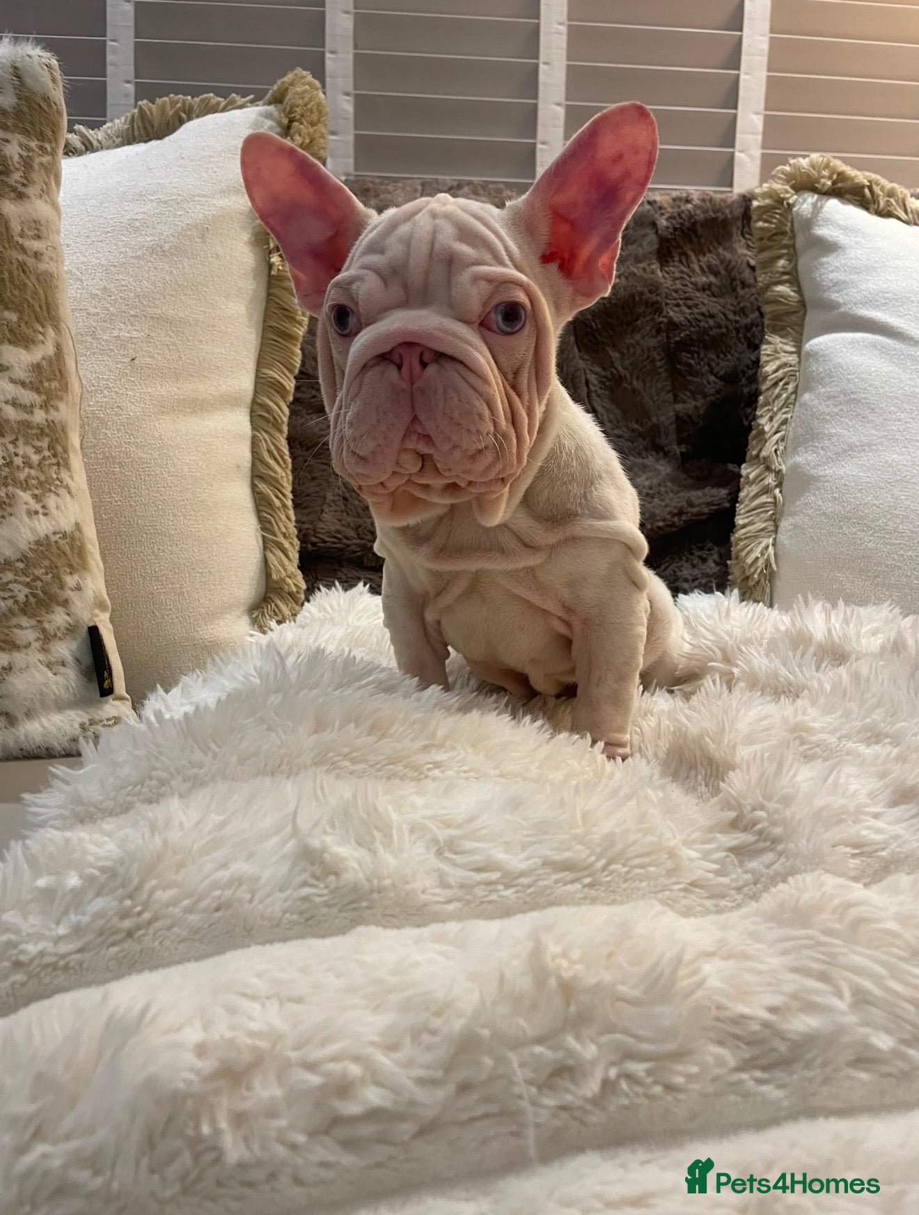 French Bulldog dogs Female Pink Velvet French Bulldog for sale  - Advert 2