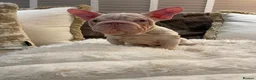 French Bulldog dogs for sale: Female Pink Velvet French Bulldog for sale  - Advert 2