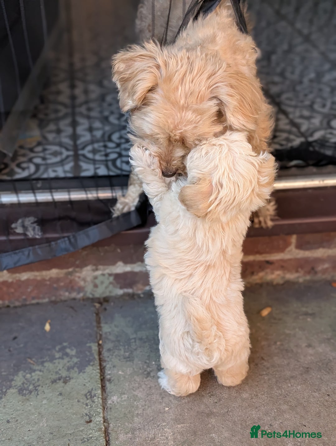 Maltipoo dogs for sale: Last Beautiful tiny female puppy available  - Image 10
