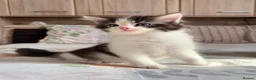 Ragdoll cats for sale: Fluffy Ragdoll-Mix Kitten  - Advert 5