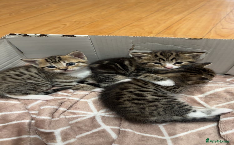 Bengal cats - Advert 1