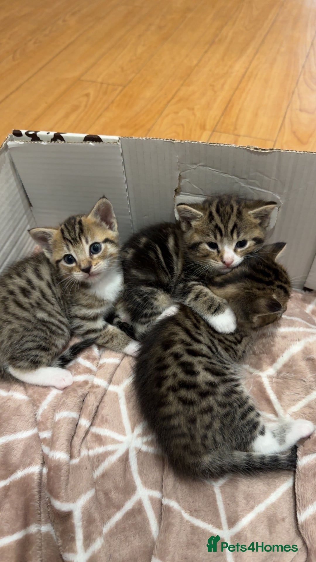Bengal cats for sale: Bengali kittens - Image 1
