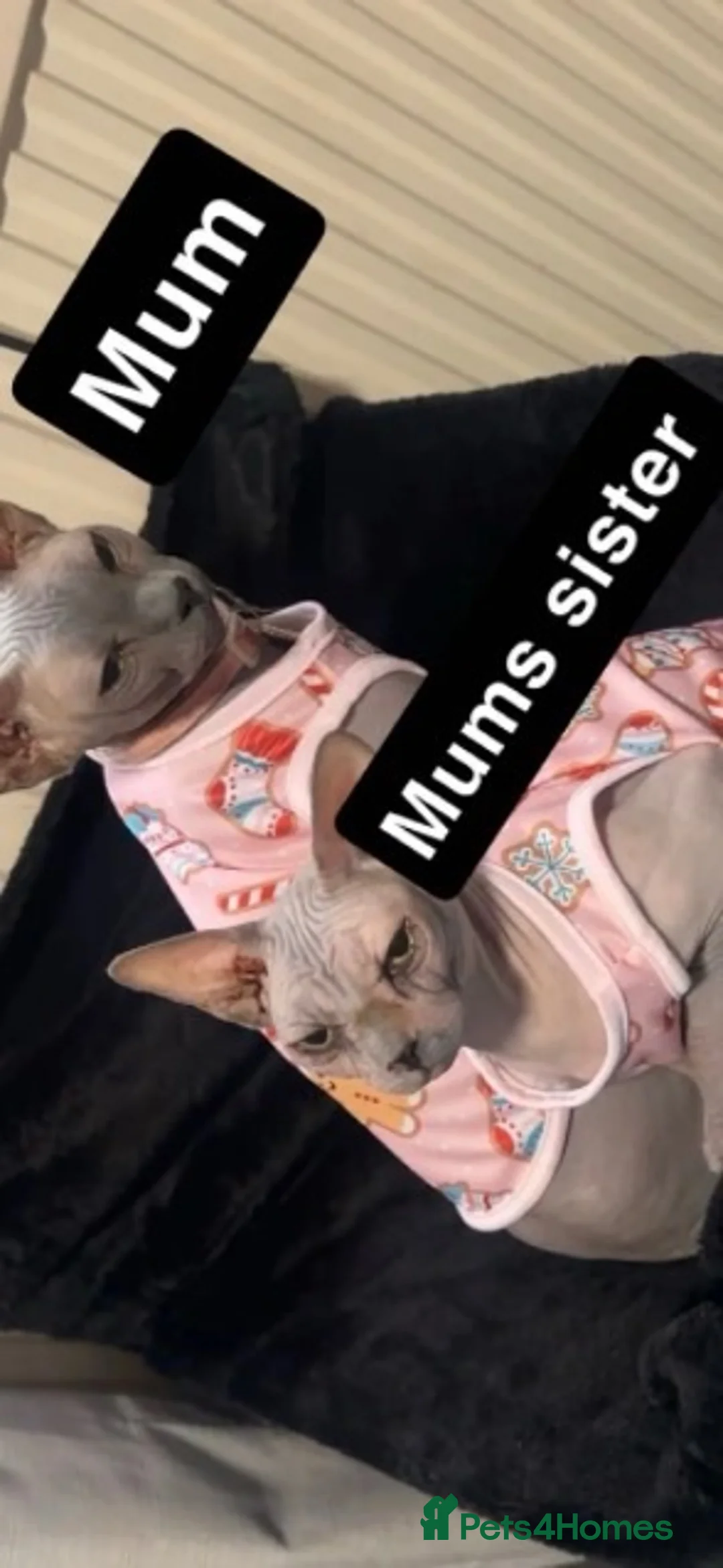 Sphynx cats for sale: Sphynx kittens  - Advert 2