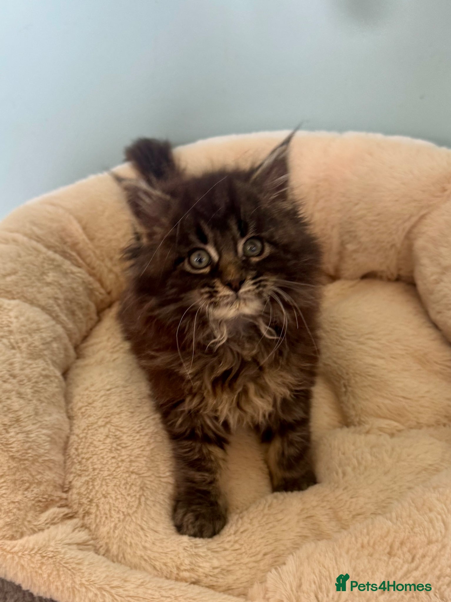 Maine Coon cats for sale: Pedigree Maine Coon Male Kitten in Newtownards - Advert 4