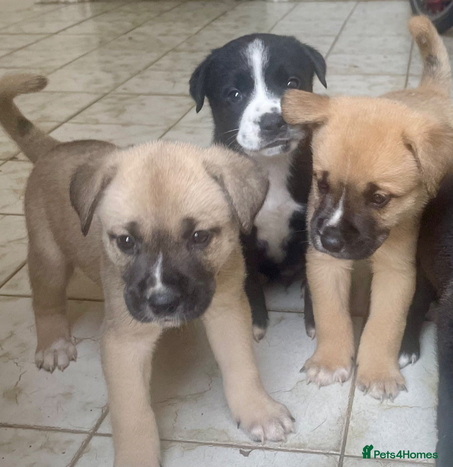 Mixed Breed dogs 4 Beautiful Akita X Staff pups 3 Male 1 Female - Advert 11