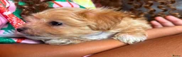 Maltipoo dogs for sale: Asian tiny x-small multipoo puppies  - Advert 7