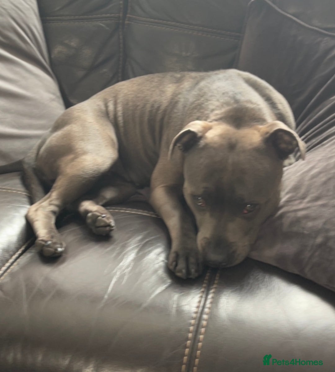 Staffordshire Bull Terrier dogs for sale: KC Registered Mr T & Luminastaffs Puppies - Image 29