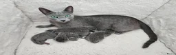 Russian Blue cats for sale: GCCF REGISTERED RUSSIAN BLUE KITTENS  - Advert 2